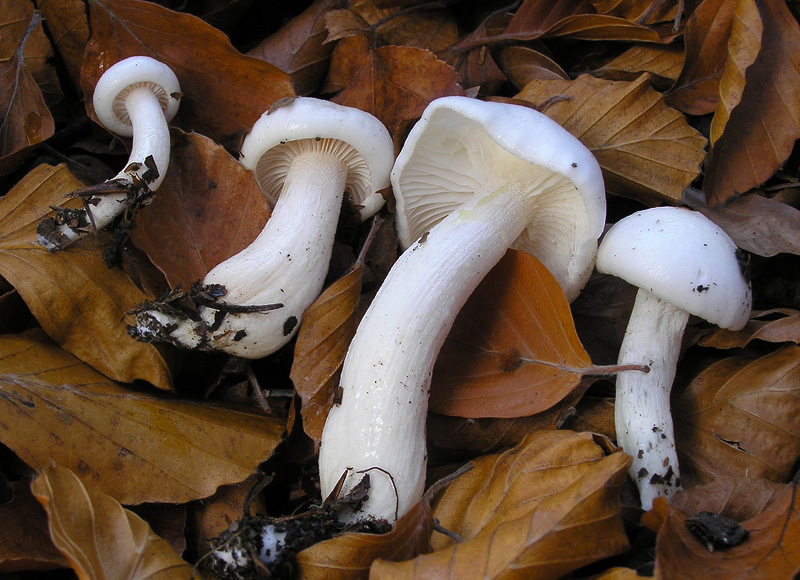 Hygrophorus eburneus